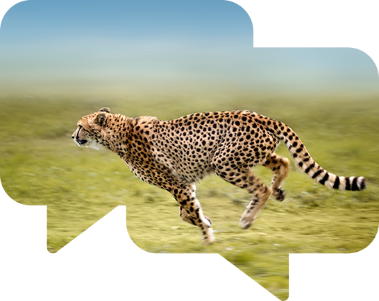 A cheetah in full gallop across a grassy plain.